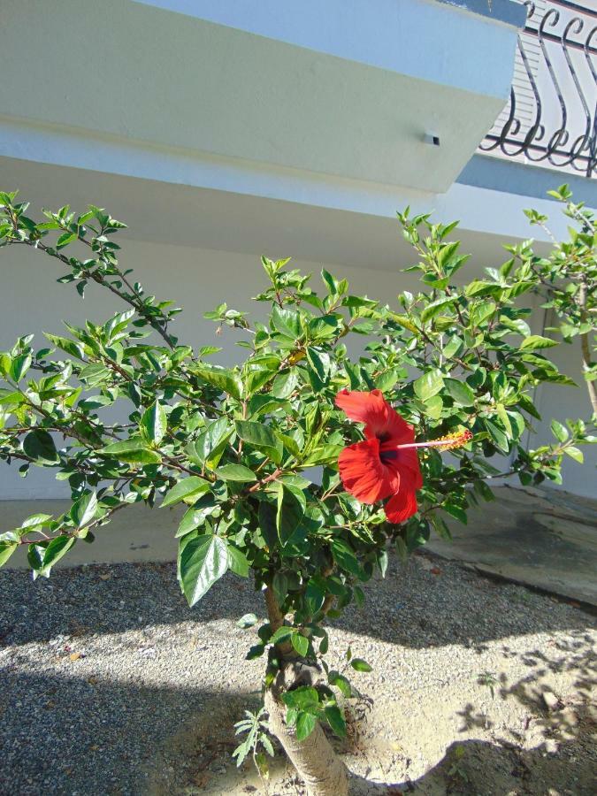 Villa Dora Faliraki Buitenkant foto